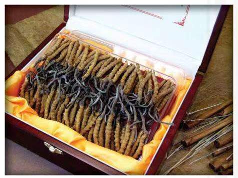 什运乡冬虫夏草回收